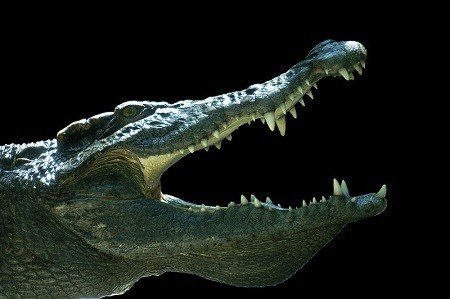 What Is Krokodil Drug?