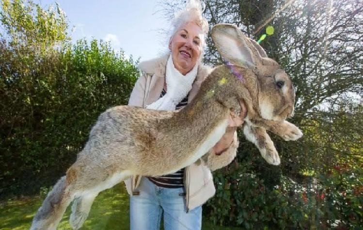 World’s Longest Rabbit Darius Celebrated 5th Birthday Recently